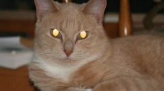 De ce nu pot face poze cu pisici: versiuni mistice și științifice